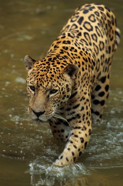 jaguar