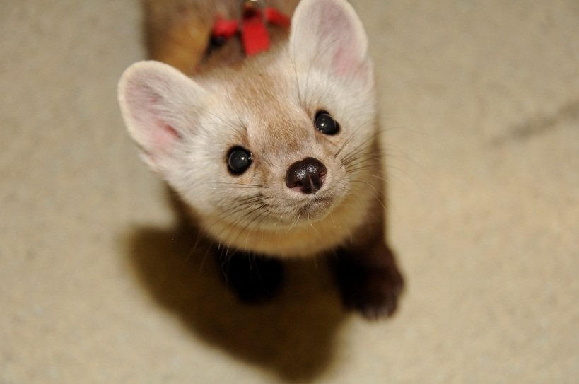 Welcoming Home the Pine Marten! - Where kids go to save animals!
