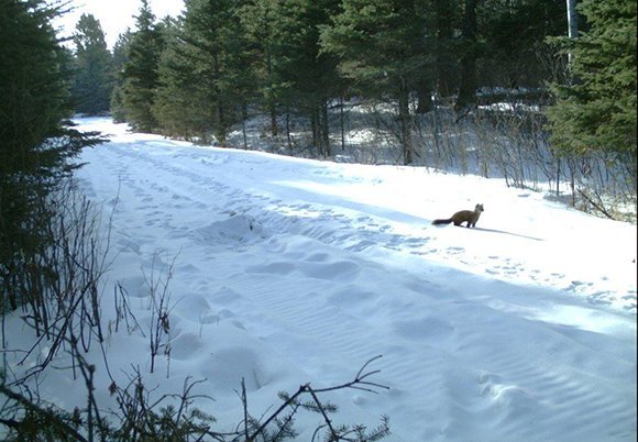 A Pine Marten (or the closely related Fisher, also reintroduced to Riding Mountain National Park in the 1990s), crosses a trail at the park!