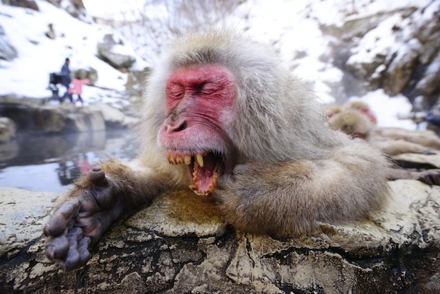 japanese snow monkey yawning