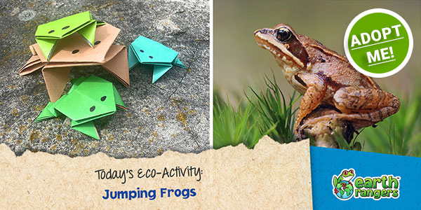 How To Draw A Jumping Frog For Kids