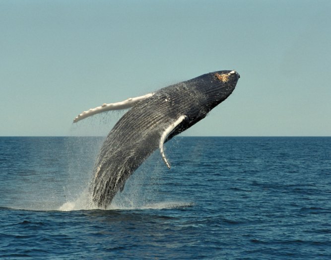 Migrating Humpback Whales swim in straight lines up to 2,000 km long
