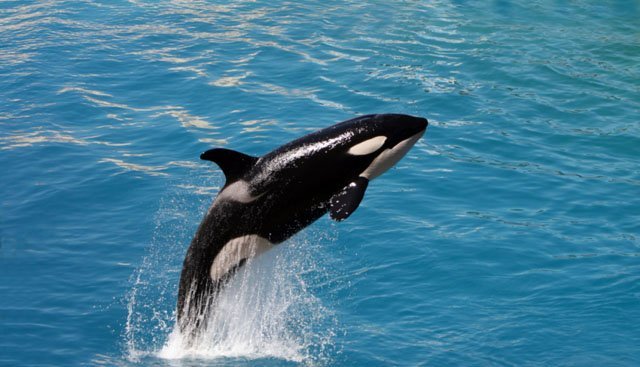 The Secret Life Story of Killer Whales