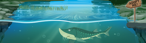 White Sturgeon Animal Adoptions – That’s a Wrap!