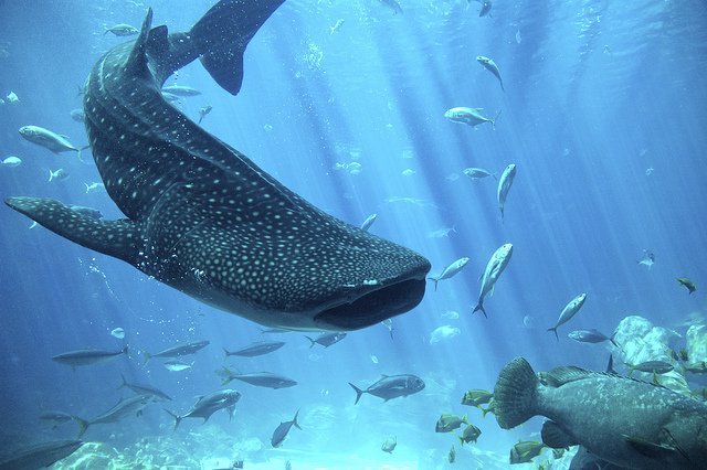 Rhincodon typus, whale shark