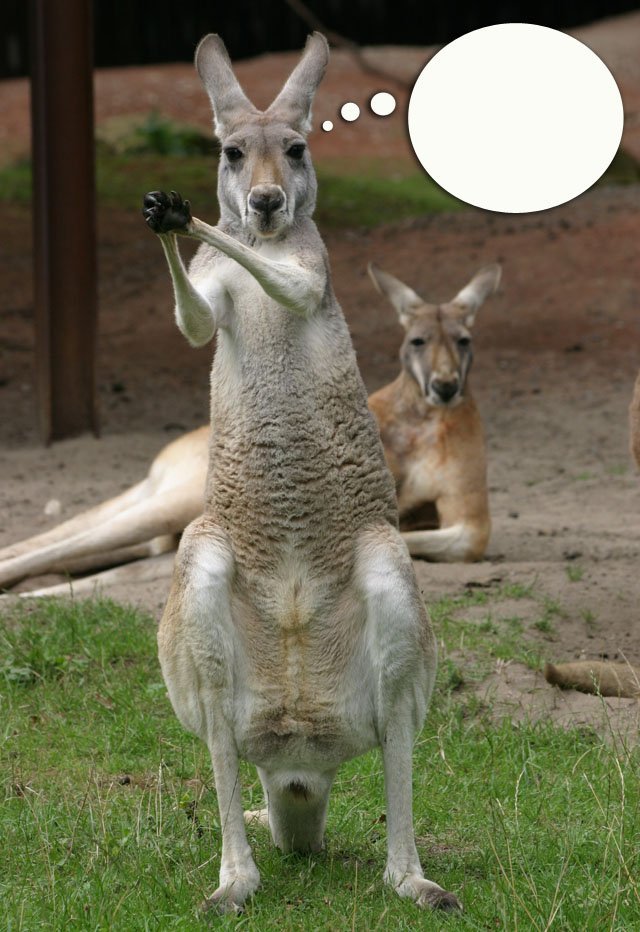 kangaroo, caption
