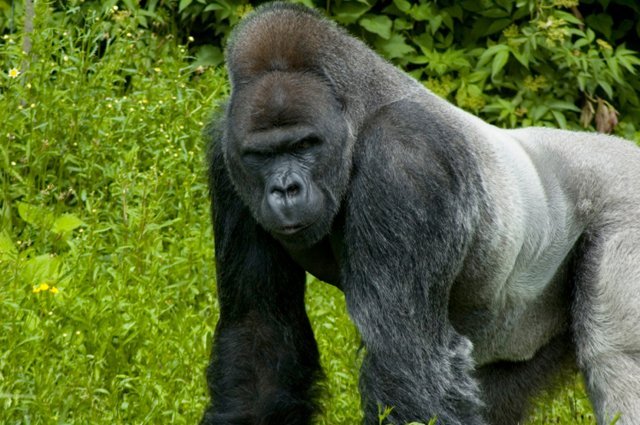Gorillas of the Congo