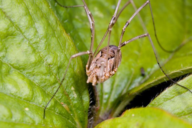 Insects and the Boreal Forest
