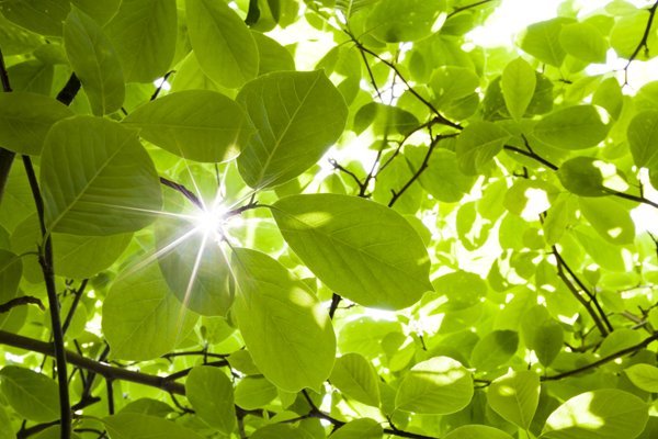 Ray Through Lush Forest Plants