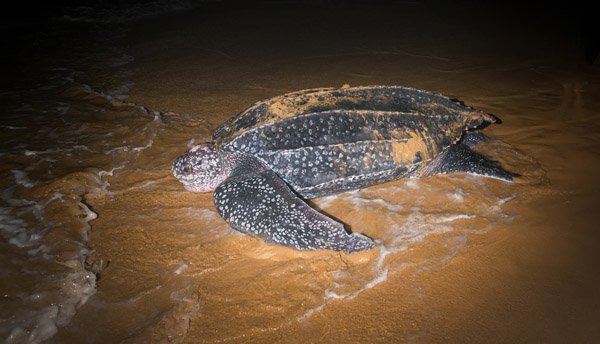 Sea Turtles