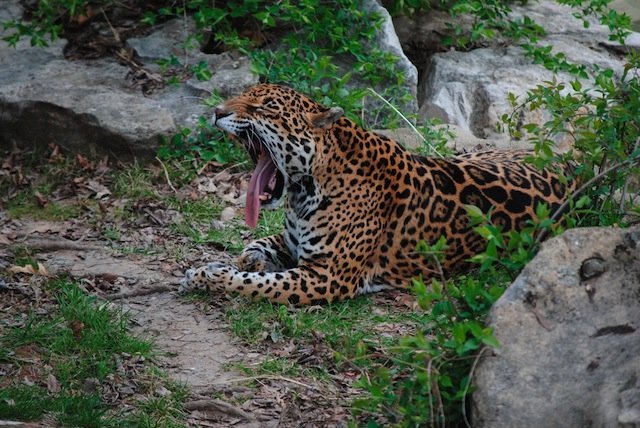 leopard yawn