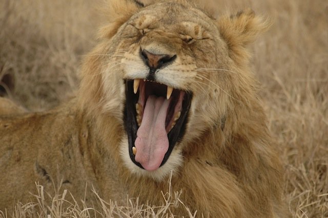 lion yawning