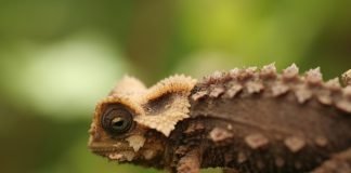 Antsingy leaf chameleon (Brookesia perarmata) - Madagascar