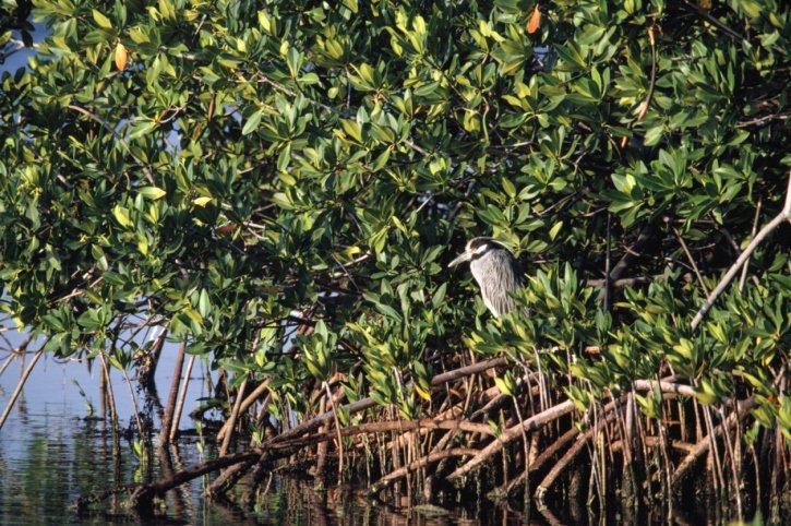 Coastal mangrove forests store more carbon than almost any other forest on Earth