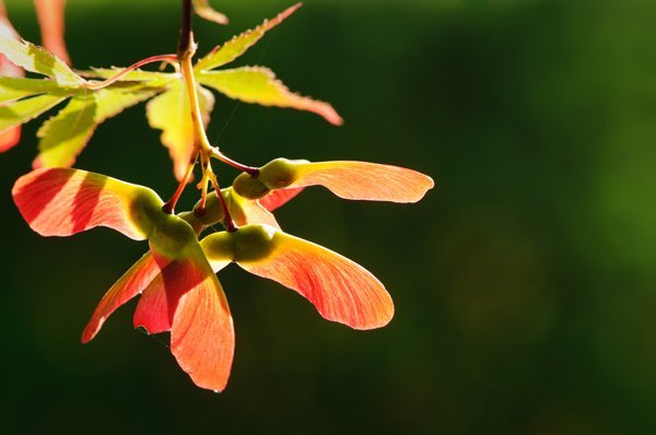 Close up of backlit autumnal maple seeds