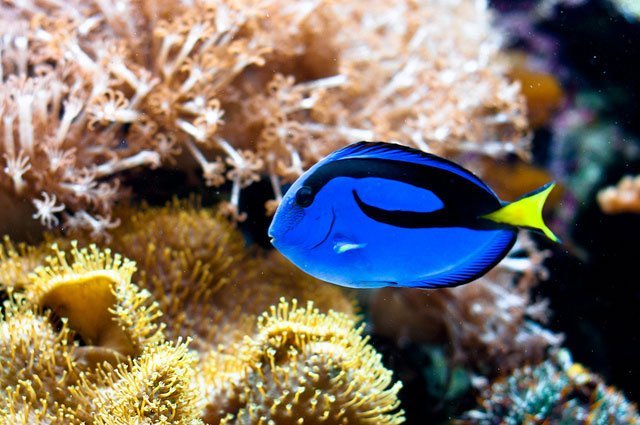 Colours of a Biome: Marine Edition - Where kids go to save animals! Colours of a Biome: Marine Edition - Where kids go to save animals!