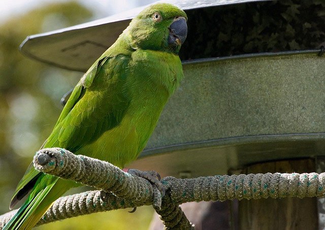 The Reappearing Parakeet