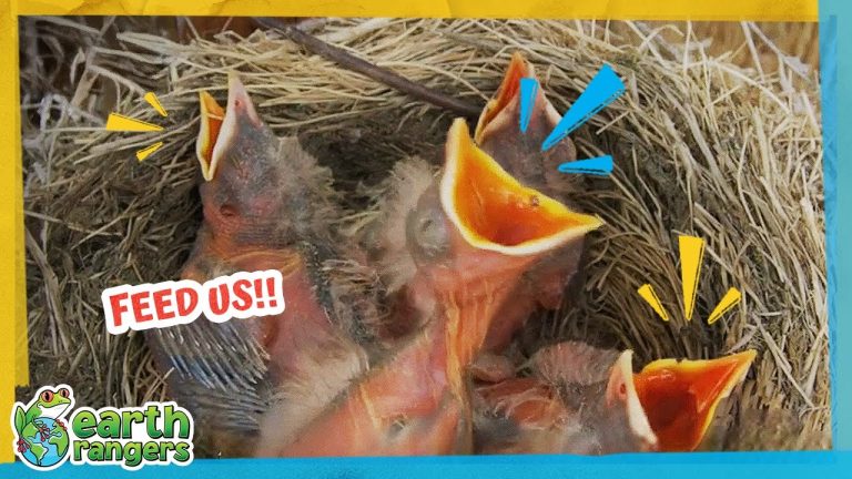 Robin Mom Has To Feed Her Babies 100 Times A Day!