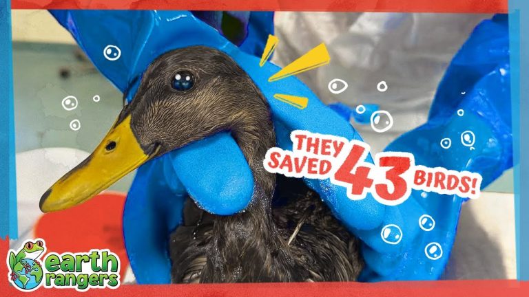 These Oil-covered Birds Need Help Now!