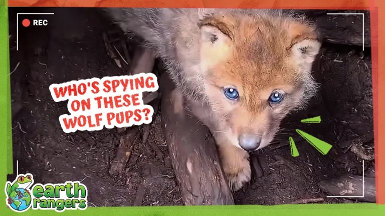 Secret Spies Are Watching These Wolf Pups… But Why??? 