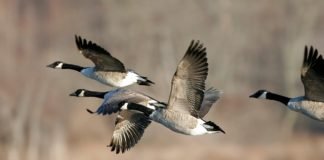 canadian geese migrating