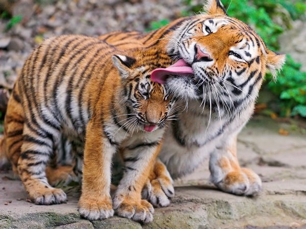 mom licking tiger cub