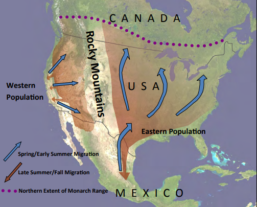 monarch butterfly migration map for kids