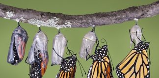 monarch butterfly livecycle
