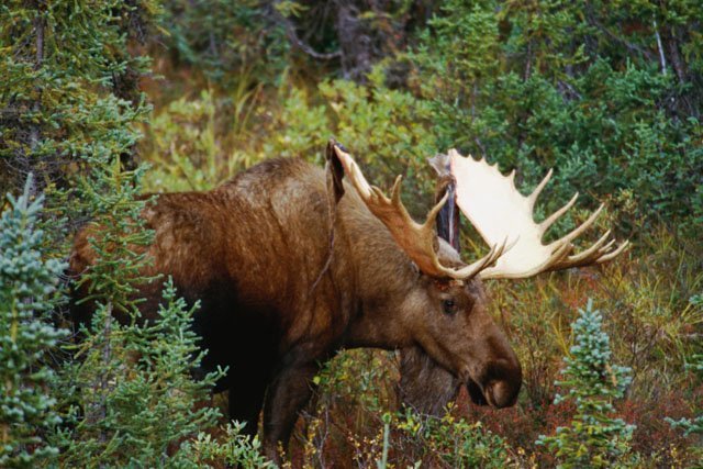 bull moose