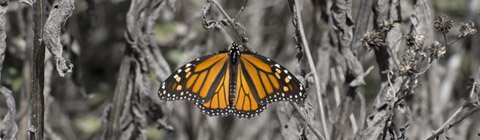 Morgan the Monarch’s Migration Dismay
