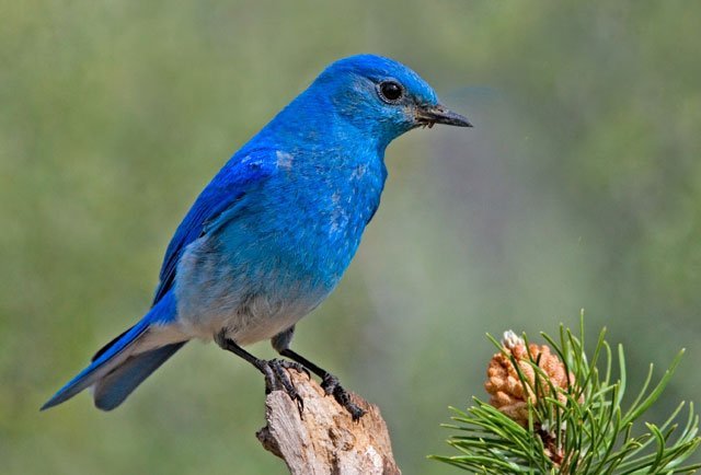 Mountain Bluebird, male, sialia currucoides