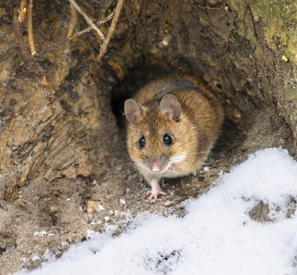 Top Ten Ways Animals Survive the Winter Earth Rangers