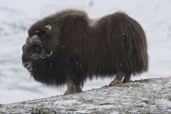 muskoxen