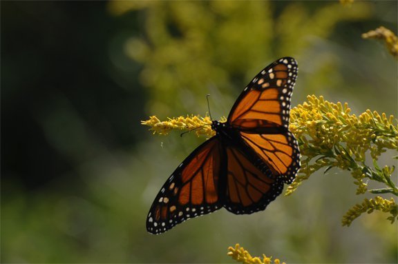 Monarchs and Mimics