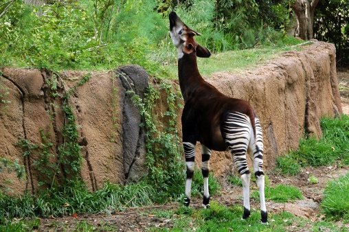 okapi, okapia johnstoni