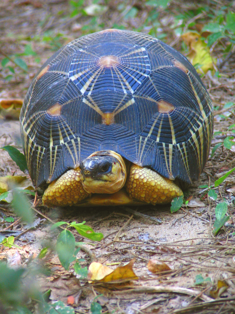 Galapagos tortoises are one of the longest living animals, some reaching over 150 years old - Where kids go to save animals! Galapagos tortoises are one of the longest living animals, some reaching over 150 years old - Where kids go to save animals!