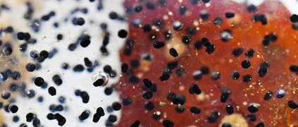 Oregon spotted frog eggs Oregon spotted frog eggs
