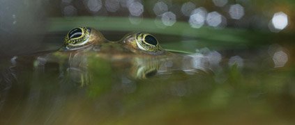 Oregon spotted frog in water Oregon spotted frog in water