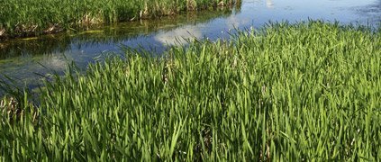 Oregon spotted frog wetland habitat Oregon spotted frog wetland habitat