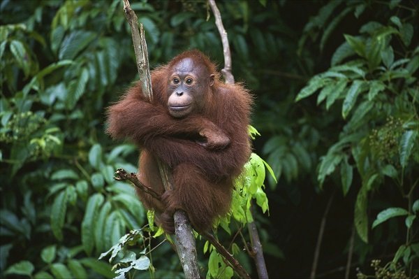 organgutan in a tree