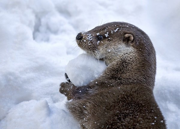 Top Ten Animals that Love the Snow - Where kids go to save animals!