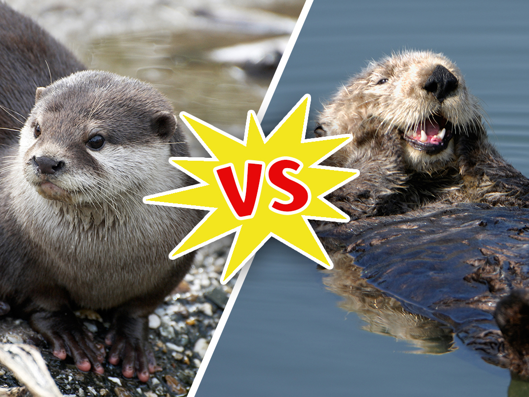 River Otter Vs Sea Otter