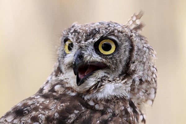 portrait owl