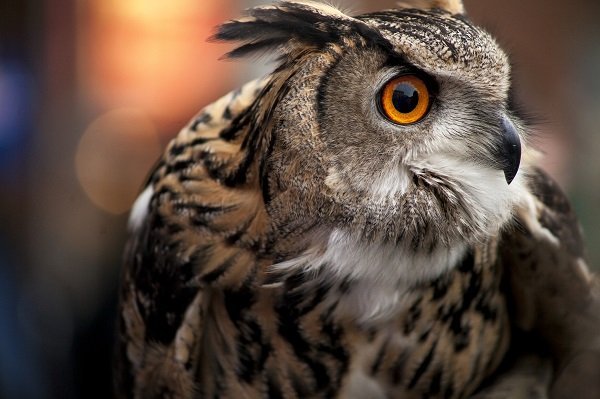 Owl close up