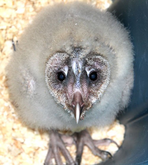 Top Ten Ugliest Animal Babies