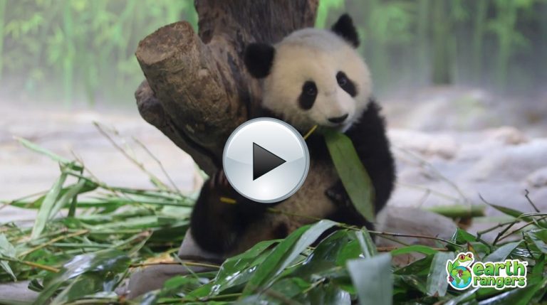 Funny Talking Animals Video
