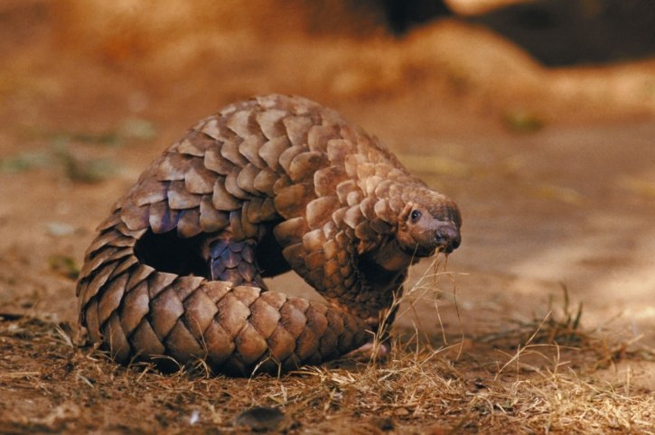 pangolin unrolled