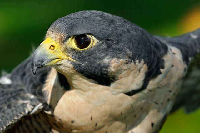 Peregrine Falcon Earth Rangers Wild Wire Blog