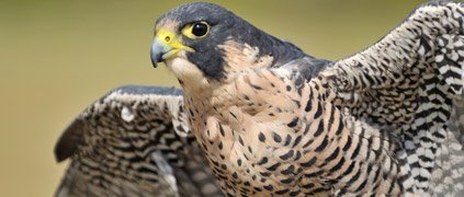Peregrine Falcon Earth Rangers Wild Wire Blog