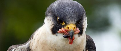 peregrine falcon eating peregrine falcon eating